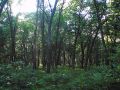 Photo of the woods in Piney Side Tracts