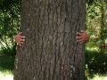 Photo of Big Tree Trunk at Turkey Pass