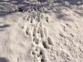 Deer Tracks in Fresh Snow in Trout Valley