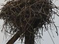Osprey Nest in  Twin Lakes