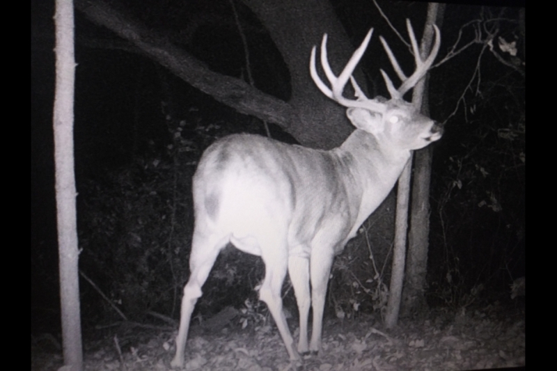 MONSTER 8 Point Buck - Whitetail Deer