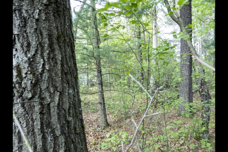 Wisconsin Land for Sale WI