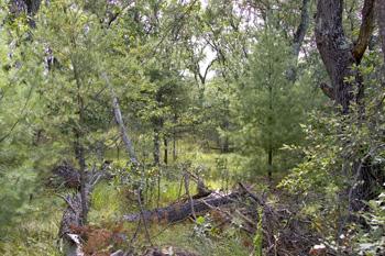 Hunt For Deer & Turkey On Your 5 Wooded Acres