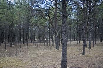 Beautiful Wooded Land For Sale With Mobile