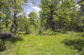 Almost 40 Acres Of Wooded Land With Multiple Nature Trails