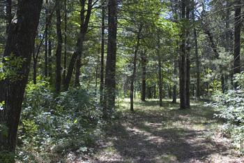 Camp Or Build In Crystal Brook Woods!