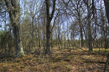 Wooded, Level Land For Sale In Central Wisconsin