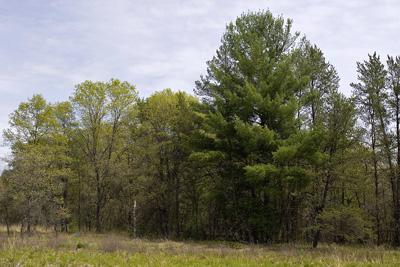 Fully Wooded Vacant Land For Sale