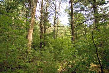 Mostly Wooded Land For Sale in Central Wisconsin!