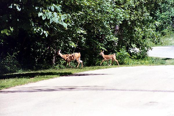 Dutch Hollow Lake Wildlife