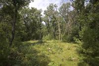 Fully Wooded Land With Gravel Road Frontage